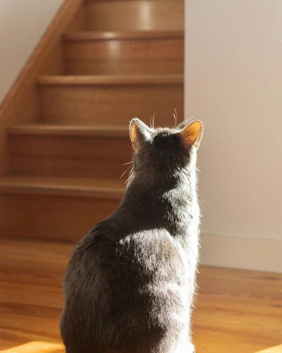 Wood Stairs